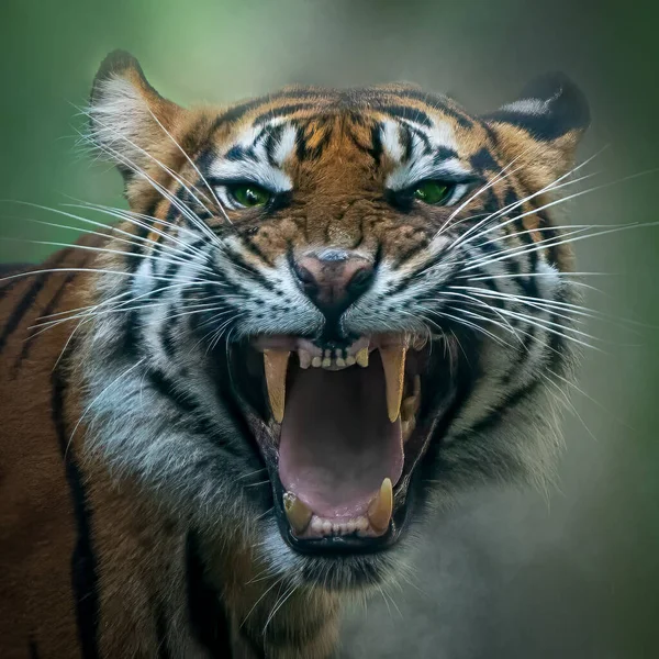 Square Portrait Angry Tiger Showing Teeth — Stock Photo, Image