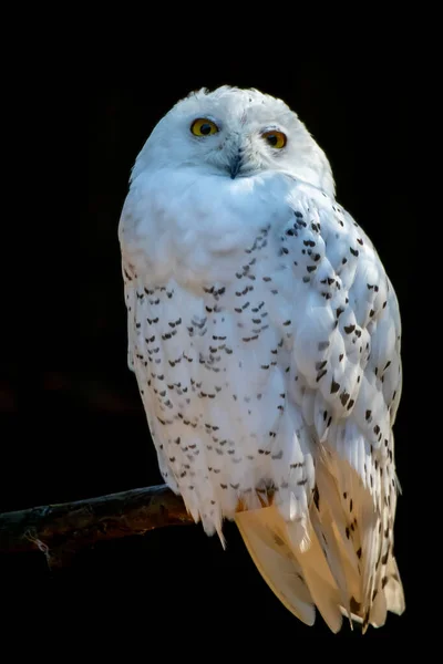 a white snowy owl on a branch before a black background
