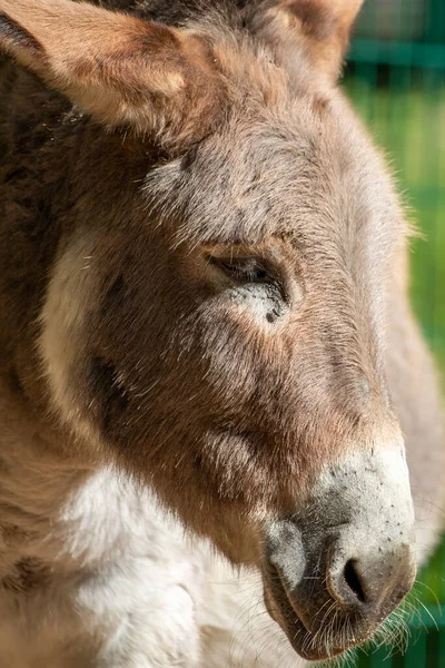 close-up portrait of a brown donkey