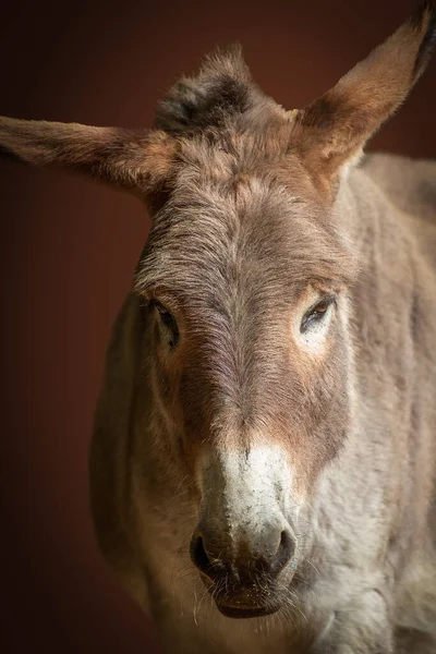 portrait of a donkey with pointed ears