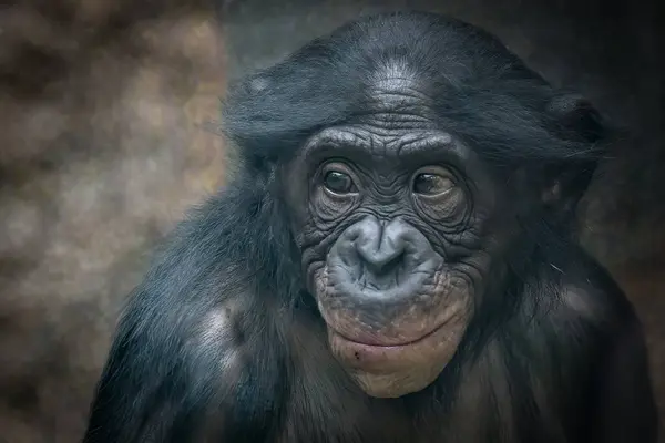 Young Monkey Portrait Smiling — Stock Photo, Image