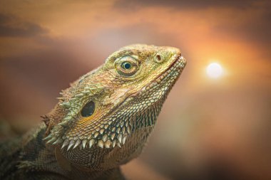 Sıcak Işıkta Sakallı Ejderhanın Sanatsal Yakın Çekimi