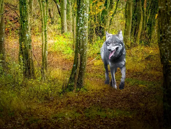 Lone Wolf Mystical Forest Path Autumn — Stock Photo, Image