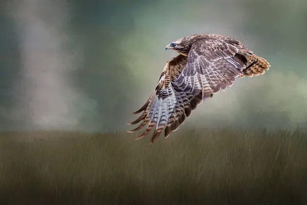 Majestic Hawk Soaring Over Tall Grass