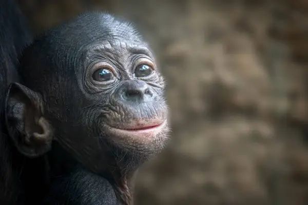 Young Bonobo Monkey Happily Smiling — Stock Photo, Image