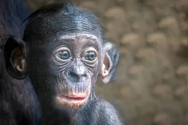 Young Bonobo Monkey Suprised Look Its Face Royalty Free Stock Photos