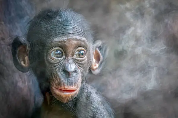 Young Suprised Bonobo Monkey Smokey Background Stock Photo