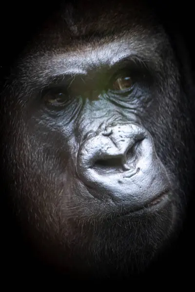 Majestic Gorilla Close Portrait Stock Photo