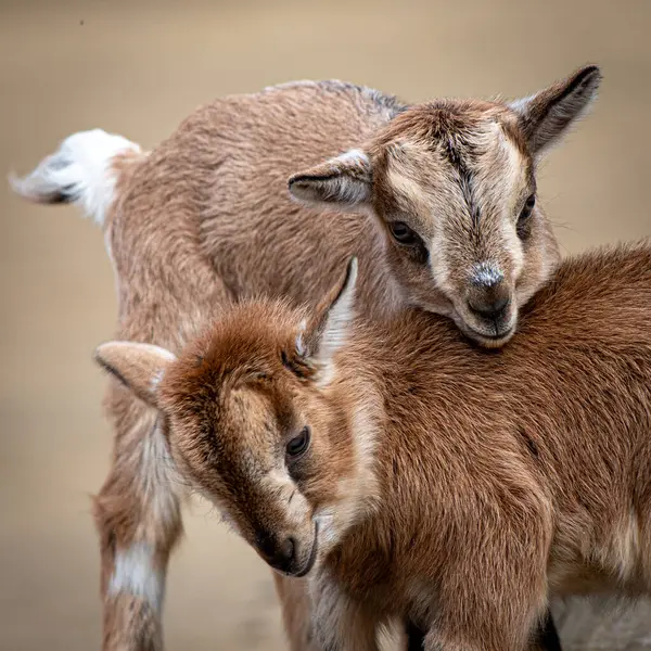 Affectionate Baby Goats Close Royalty Free Stock Photos