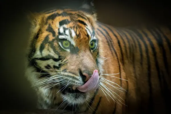 Intense Close Tiger Natural Habitat Royalty Free Stock Images