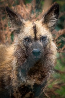 Doğal yaşam alanı içinde Afrika yaban köpeği