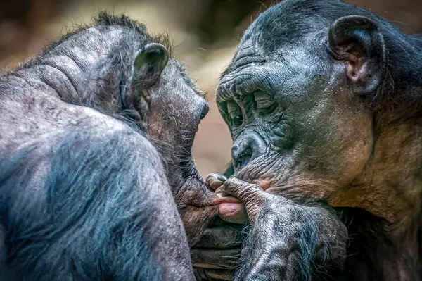 İki öpüşen Bonobo Maymunu arasındaki mahrem an