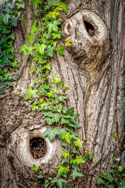 Enchanted Tree Background Face Hollows — Stock Photo, Image