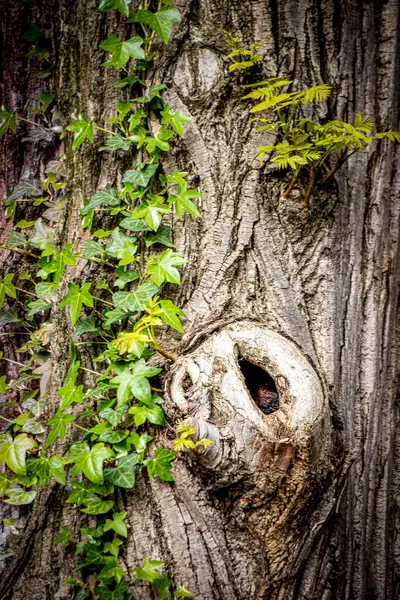 Enchanted Tree Background Face Hollows — Stock Photo, Image