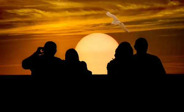 Silhouetted Romantic Couples Watching Seagull Soaring Sunset Royalty Free Stock Images
