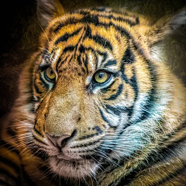Majestoso Closeup Rosto Tigres Imagens De Bancos De Imagens