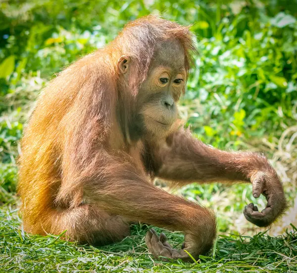 Young Orangutan Forest Stock Image