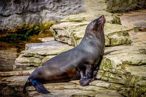 Sunbathing Seal Rocky Terrain Royalty Free Stock Photos