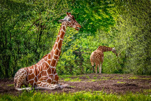 Giraffes Lush Green Habitat Stock Picture