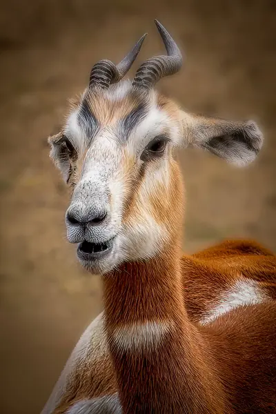 Curious Antelope Horns Stock Image