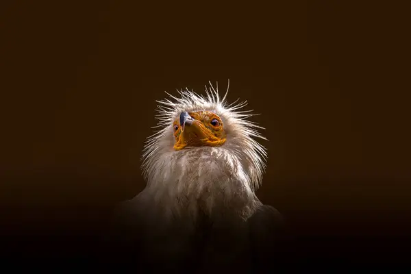 Egyptian Vulture Brown Background Royalty Free Stock Images