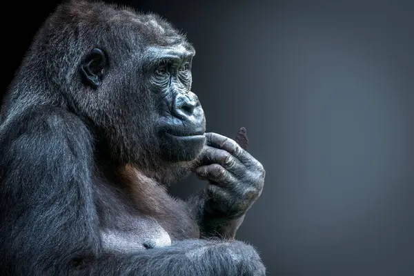 Closeup View Gorilla Posed Thinking Stock Photo