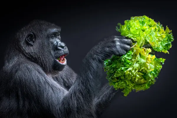 Closeup View Gorilla Holding Lettuce Stock Picture