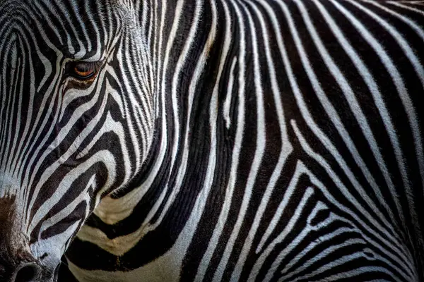 Close Uma Cabeça Zebra Corpo Fotos De Bancos De Imagens