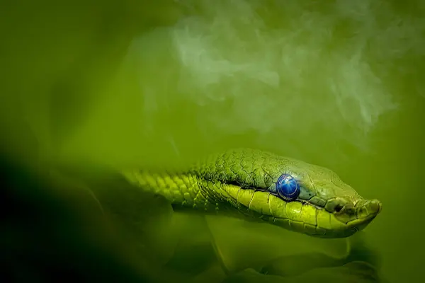Green Racer Snake Hiding Tree Imagens De Bancos De Imagens