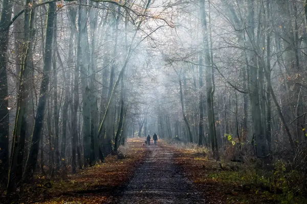 Casal Caminhando Seu Cão Dia Nebuloso Através Floresta Imagens De Bancos De Imagens Sem Royalties