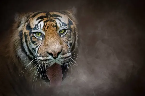 Close Retrato Tigre Nevoeiro Fundo Escuro Imagens De Bancos De Imagens