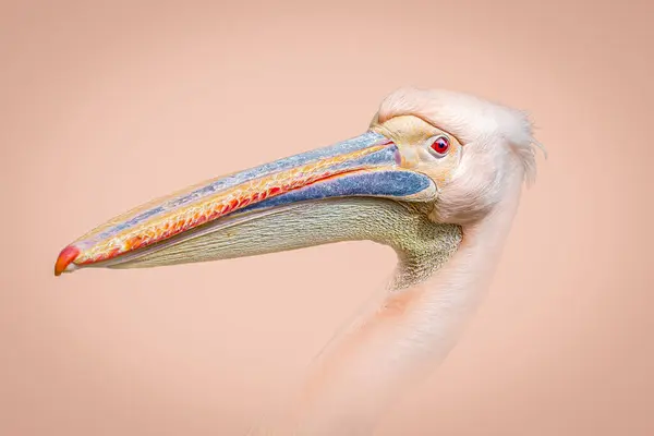 Colorido Pelican Beak Rosto Close Fotos De Bancos De Imagens Sem Royalties