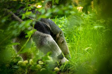 Sunlit Yeşilliği 'nde Dev Karınca Avcısı