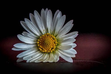 Dew-Kissed White Daisy 'nin Karanlık Arkaplana Karşı Yakın Çekimi