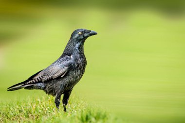 Bulanık çimlerin üzerinde duran siyah bir karga.