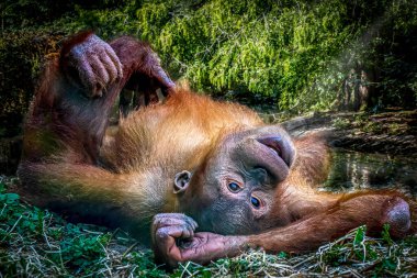 Lush Forest Clearing 'de güneşli Orangutan Dinleniyor