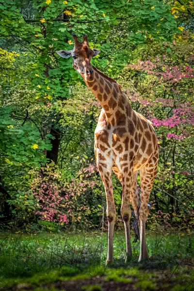 Stock image Giraffe Amidst Vibrant Greenery and Colorful Flowers