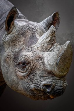 Doğal Işıkta Yakın Çekim Gergedan Portresi