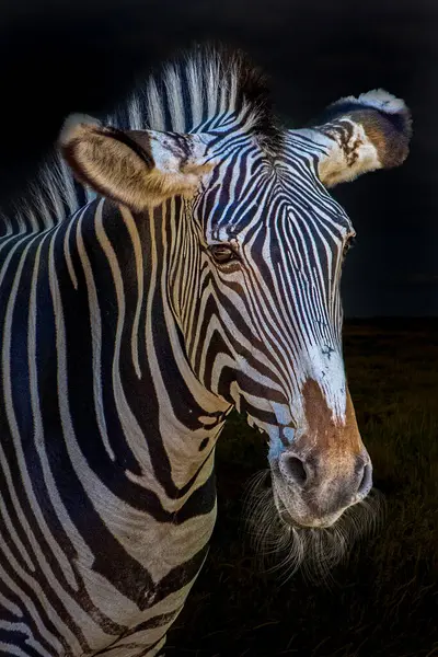 stock image Majestic Zebra Portrait in Dramatic Night Lighting