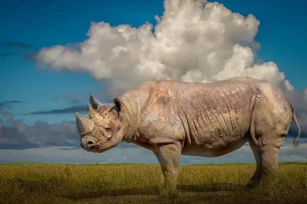 stock image side view of a standing rhino in a grassy field