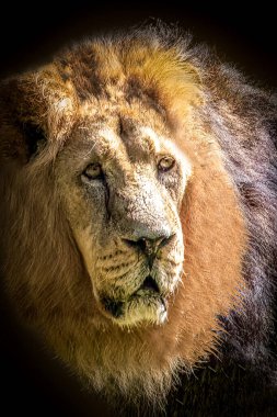 Siyah arka planda erkek bir aslanın yakın plan portresi.