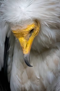 portrait of an egyptian vulture clipart