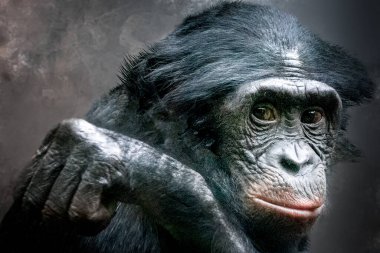 Kafası kolunda bir bonobo maymunu portresi