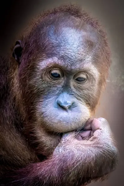 Stock image close-up of a young orangutang