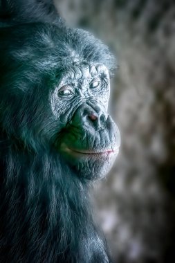 Yumuşak Işık Altındaki Dalgın Bonobo maymunun Samimi Portresi