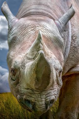 Bulutlu Gökyüzünün Altındaki Çimenli Arazide Gergedanın Yakın Çekimi