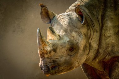 Kahverengi arka planda bir gergedanın portresi