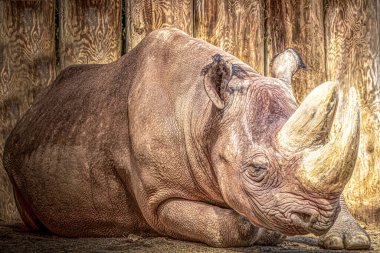 Hayvanat bahçesinde yerde yatan büyük bir gergedan.