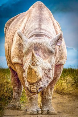 Vahşi doğadaki bir gergedanın dikey portresi.