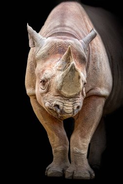 Siyah arkaplanda bir gergedanın yakın çekimi